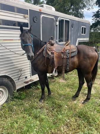 Gaited gelding 1