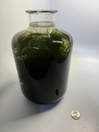 Java moss for planted aquarium aquascape 1
