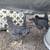 Pullets and roosters 1 thumbnail