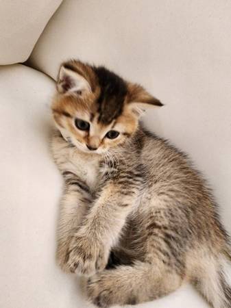 Ruga muffin mix female kitten  message me for price (Everett)63885717225091123