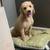 GoldenDoodle 1 thumbnail