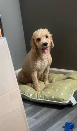 GoldenDoodle 1