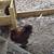 Chickens 20 thumbnail