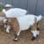 Register able Nigerian dwarf goats 4 thumbnail