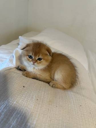 Skottish fold/brittish (Livermore)64695425622147120