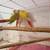 Lovebirds y Greencheek Parrots 21 thumbnail