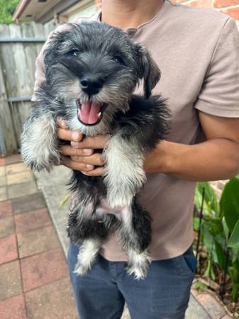 Rehoming Miniature Schnauzer puppies (Houston)63859315730179123