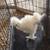Mixed young pullets (Serama X Silkies 3 thumbnail