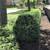 A PROFESSIONAL GARDENING LADY, Weeding,CleanUp, Flowers, Mulch, Trim, 11 thumbnail
