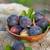 5 Black Mission Fig Tree Edible Fruit Unrooted Cuttings 2 thumbnail