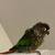 Green cheek conure and parakeets 1 thumbnail