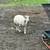 Comnercial white face ewes 3 thumbnail