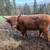 Scottish Highland Heifer 2.5/3. Red head 2 thumbnail