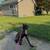 Malinois 2 thumbnail
