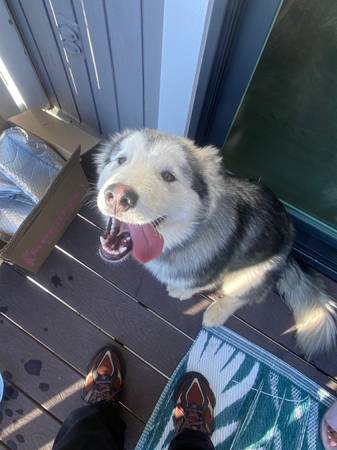 Found husky (danville / san ramon)63861462729473120