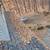 Gutter Cleaning - Repairs - Fall debris cleanup - Call Alex (insured) 3 thumbnail