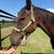 Thoroughbred Gelding - 13YO - Ex Race Horse - Very Sweet 1 thumbnail