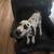 Dalmation 2 thumbnail