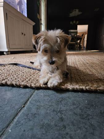 ¡El primer servicio de peluquería es a MITAD DE PRECIO! Para gatos y perros. (Callahan)63682015900931122