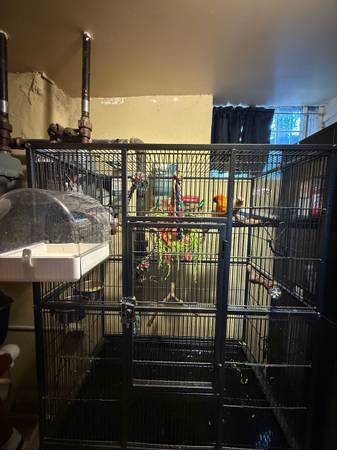 Two Conures For ReHoming (Astoria)63866980458753123