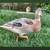 4 week old Aussie Spotted Bantam ducklings 2 thumbnail