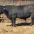 Dog gentle black angus bull 1 thumbnail