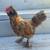 Mixed Bantam Chicks 1 thumbnail