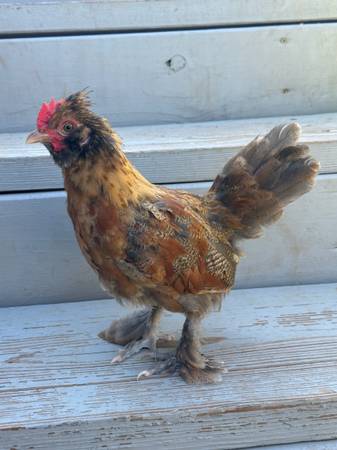 Mixed Bantam Chicks 1