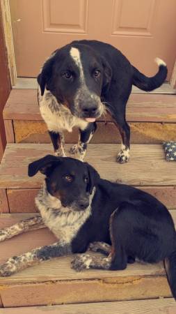 Rehoming blue tick hound mix (Las vegas)63907417153410121
