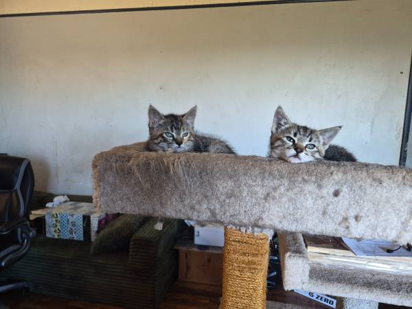 2 female kittens 1