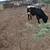 Two cows 1 thumbnail