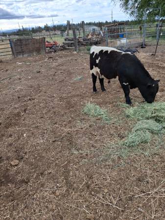 Two cows 1