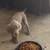 Weimaraner 2 thumbnail