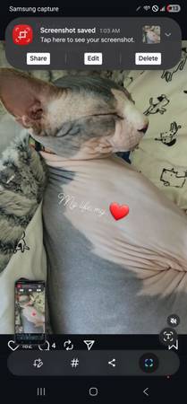Sphynx cat lost male unaltered (Peoria)64047951351169120
