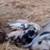 Potbelly Mama & kune kune/potbelly 1 thumbnail