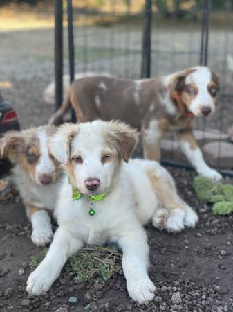 Australian sheperd (Escondido)63870037435523121