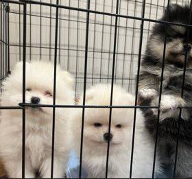 Cute Pomeranian (415 2Nine8 4413)