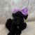 Miniature Schnauzer 4 thumbnail