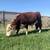 Registered Miniature Herefords for Sale 3 thumbnail