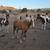 Gorgeous palomino yearling mustang filly!!! 21 thumbnail