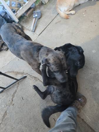 Catahoula Leopard Hound/Black Lab (Saint Maries)63970072179202122