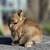 Netherland dwarf 3 thumbnail