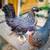Cold hardy hens Chicks chickens pullets all female almost laying eggs 2 thumbnail