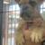 Male Frenchie 1 thumbnail