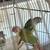 pineapple conures and green cheek 2 years old  selling both $400 6 thumbnail