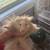 Free Free long haired Syrian hamsters 3 thumbnail