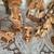 Peruvian Nativity Set  made of Terracotta by Arcadio Choque Pucora 2 thumbnail
