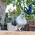 Afghan pigeons/pigeons 6 thumbnail
