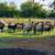 Awassi sheep ewes 1 thumbnail
