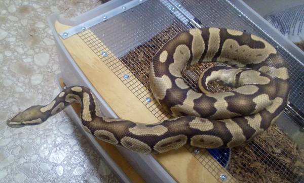 Fire male looking for a new home 1